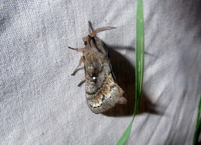 Dendrolimus pini - fenyőpohók
