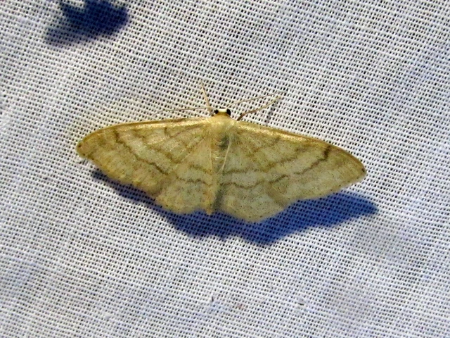 Idaea deversaria - egyszínű sávosaraszoló