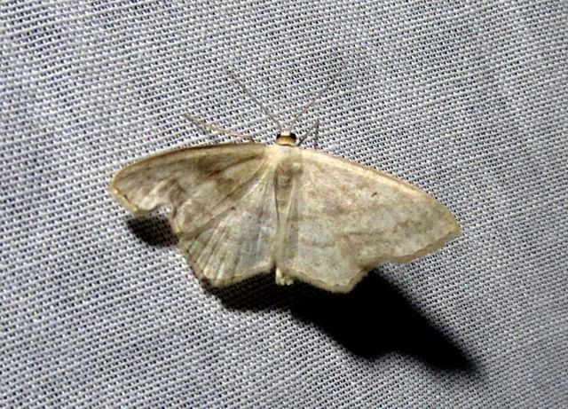 Scopula nigropunctata - feketepettyes araszoló