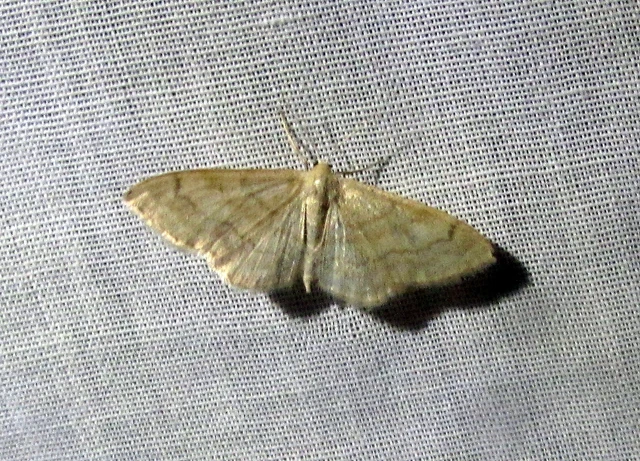 Idaea deversaria - egyszínű sávosaraszoló