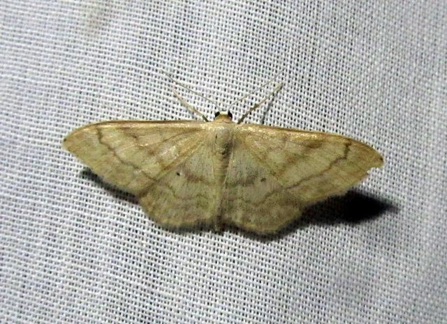Idaea deversaria - egyszínű sávosaraszoló