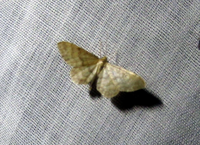 Idaea dilutaria - napvirág-apróaraszoló