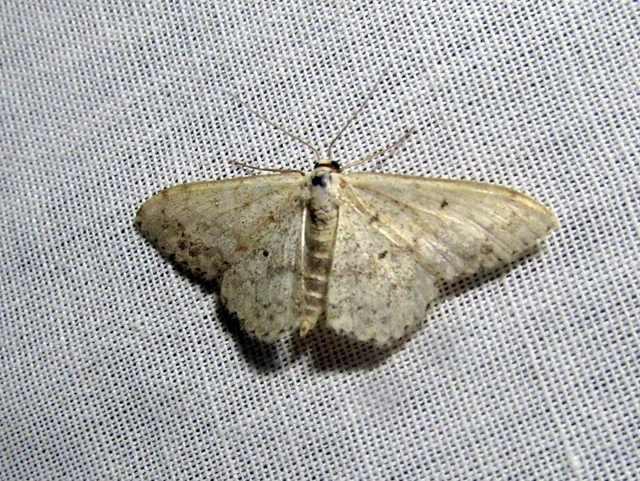 Scopula marginepunctata - pettyes sávosaraszoló