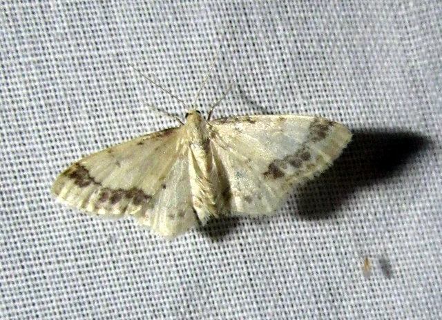 Idaea trigeminata - csúcsfoltos apróaraszoló