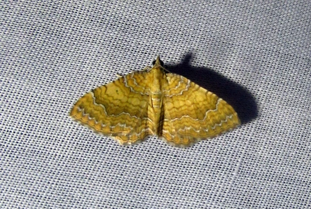 Camptogramma bilineata - kétvonalas sávosaraszoló