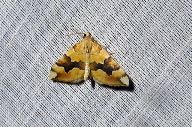 Cidaria fulvata - rózsaaraszoló