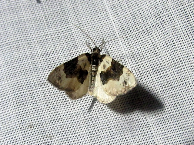 Cosmorhoe ocellata - szemes galajaraszoló