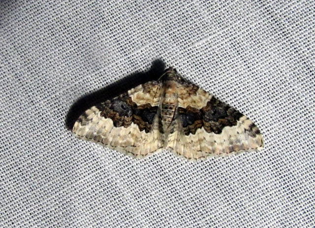 Epirrhoe galiata - sávos galajaraszoló