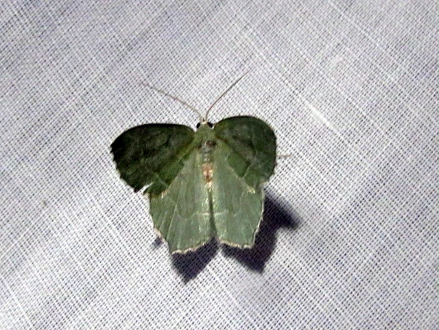 Hemithea aestivaria - nyír-zöldaraszoló