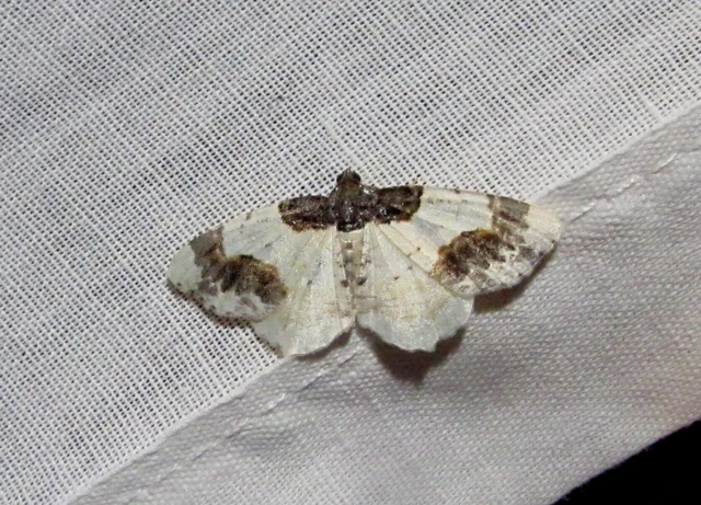 Ligdia adustata - barna levélaraszoló