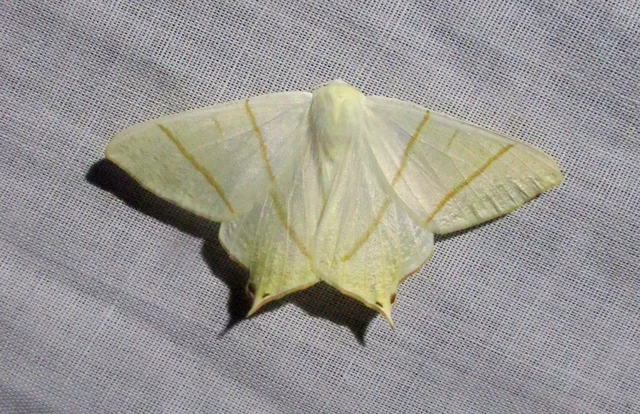 Ourapteryx sambucaria - fecskefarkú araszoló