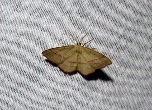 Rhodostrophia vibicaria - pirosszélű araszoló