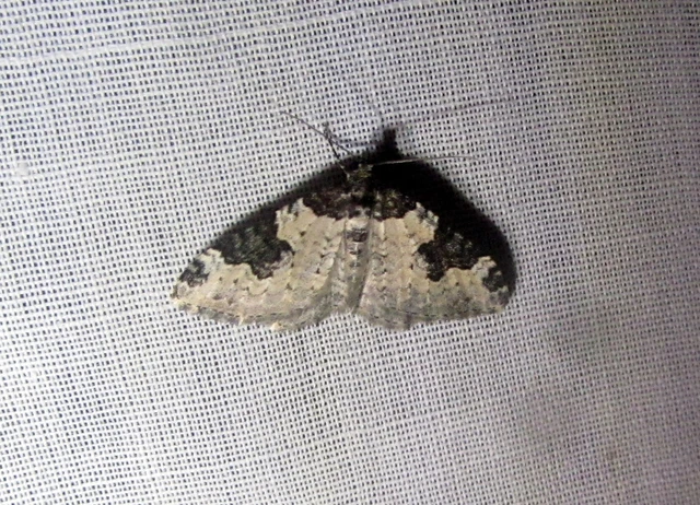 Xanthorhoe fluctuata - közönséges tarkaaraszoló