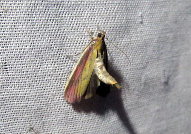 Oncocera semirubella - lucernamoly