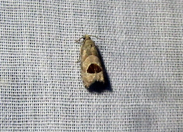 Notocelia uddmanniana - málnasodró tükrösmoly