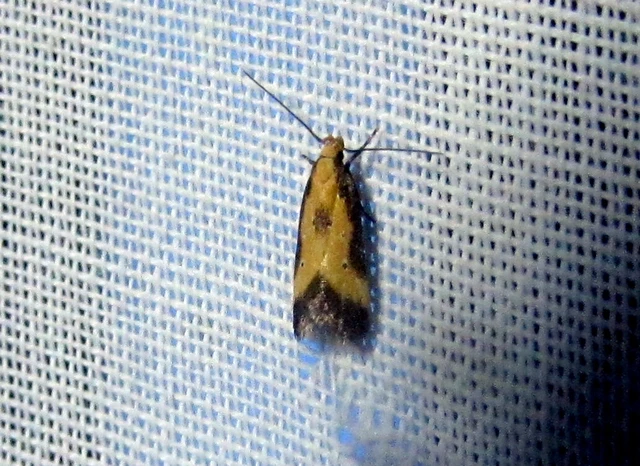 Brachmia dimidiella - citromkocsord-lápimoly