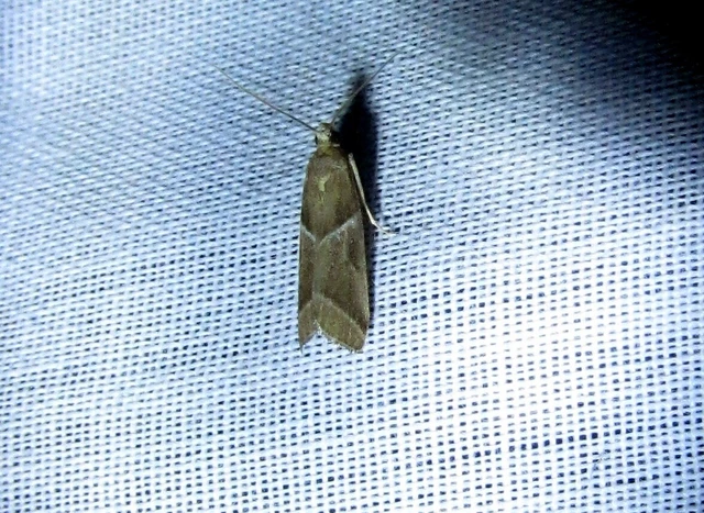 Nyctegretis lineana - agátszínű karcsúmoly