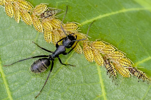 Camponotus vagus - fekete lóhangya