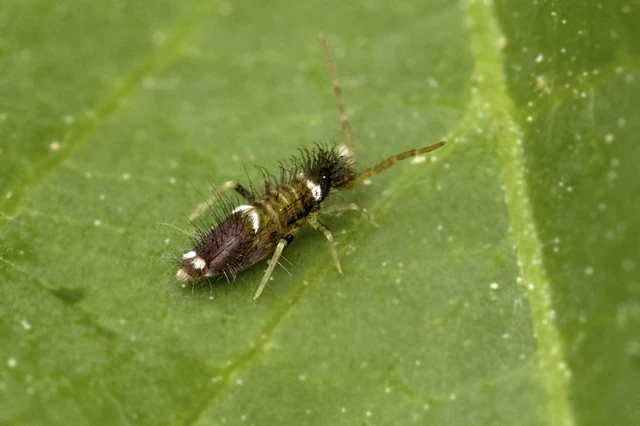 Collembola - Ugróvillások