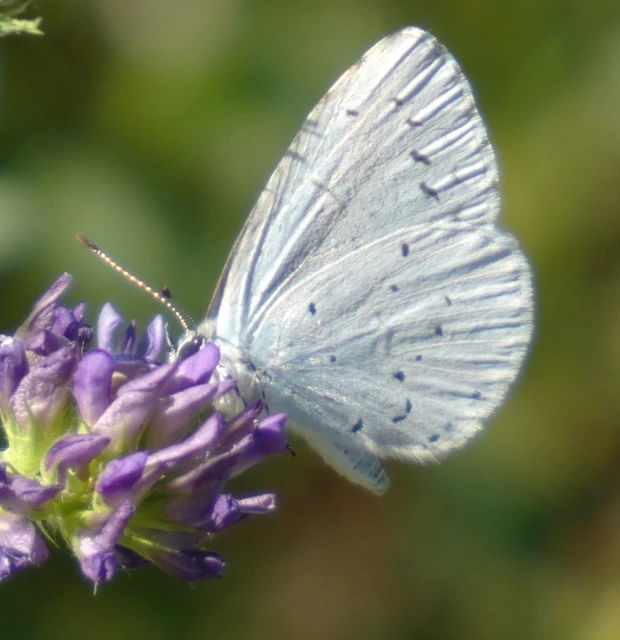 Celastrina argiolus - bengeboglárka