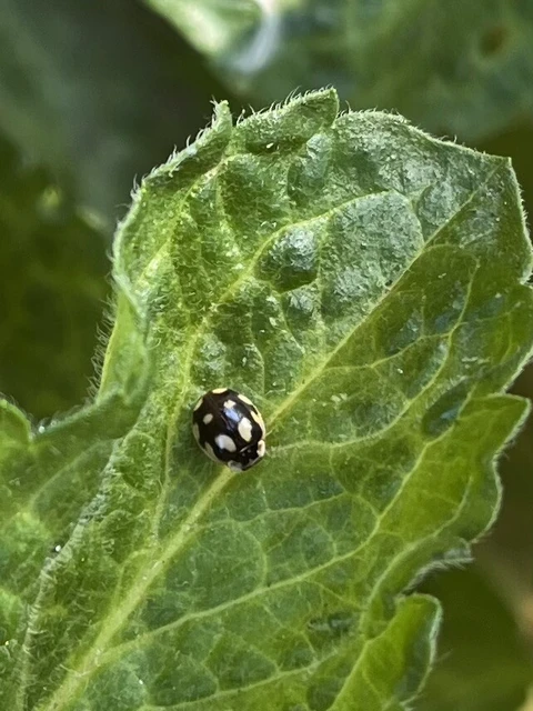Adalia decempunctata - tízpettyes katica
