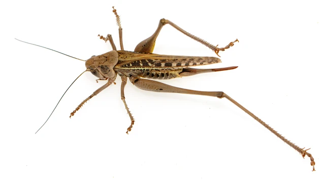 Decticus verrucivorus - szemölcsevő szöcske Decticus verrucivorus - szemölcsevő szöcske