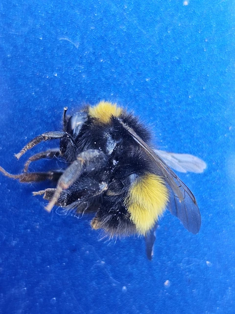 Bombus - poszméhek