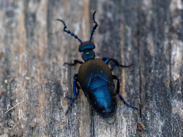 Meloe proscarabaeus - közönséges nünüke