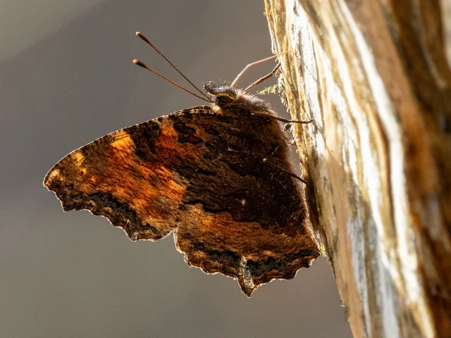Nymphalis polychloros - nagy rókalepke
