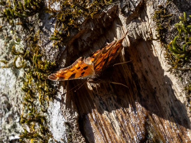Nymphalis c-album - C-betűs lepke