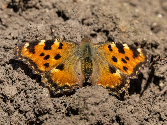 Nymphalis polychloros - nagy rókalepke