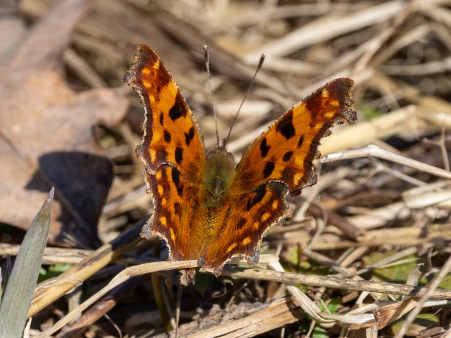 Nymphalis c-album - C-betűs lepke