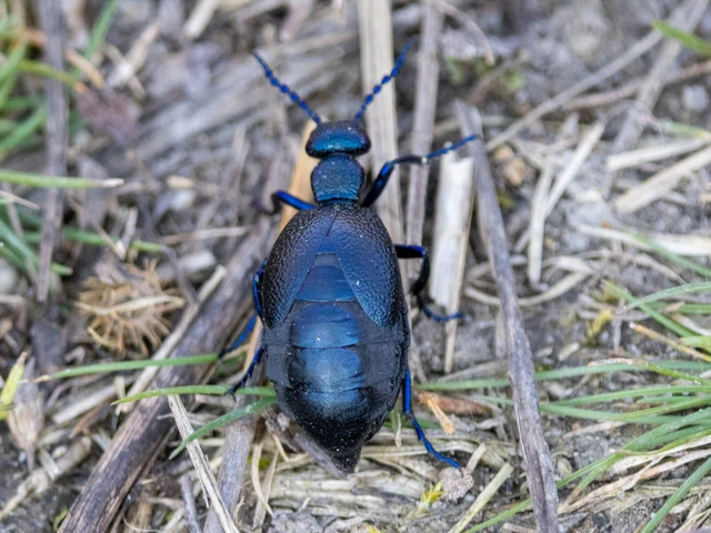 Meloe proscarabaeus - közönséges nünüke