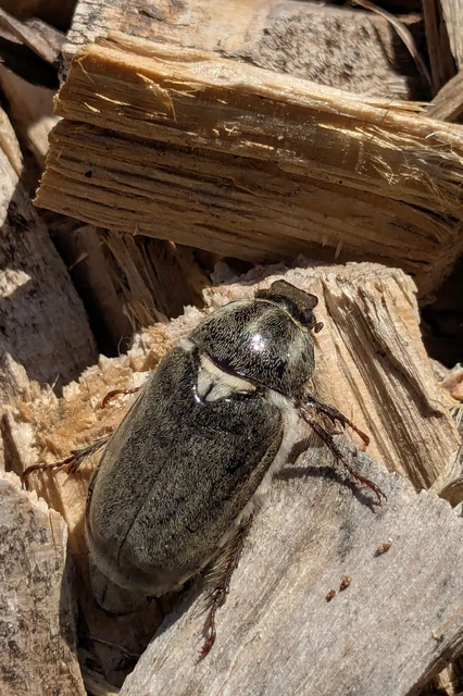 Anoxia pilosa - pusztai cserebogár