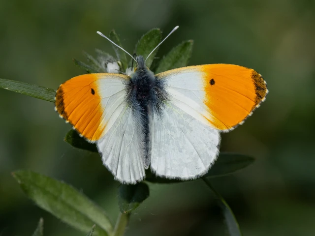 Anthocharis cardamines - hajnalpírlepke