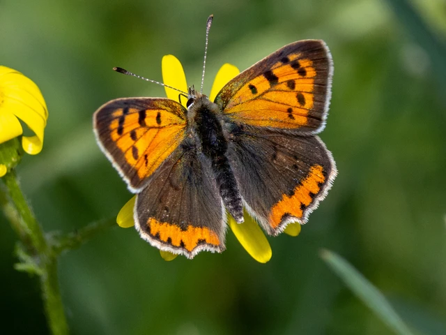 Lycaena phlaeas - közönséges tűzlepke Lycaena phlaeas - közönséges tűzlepke