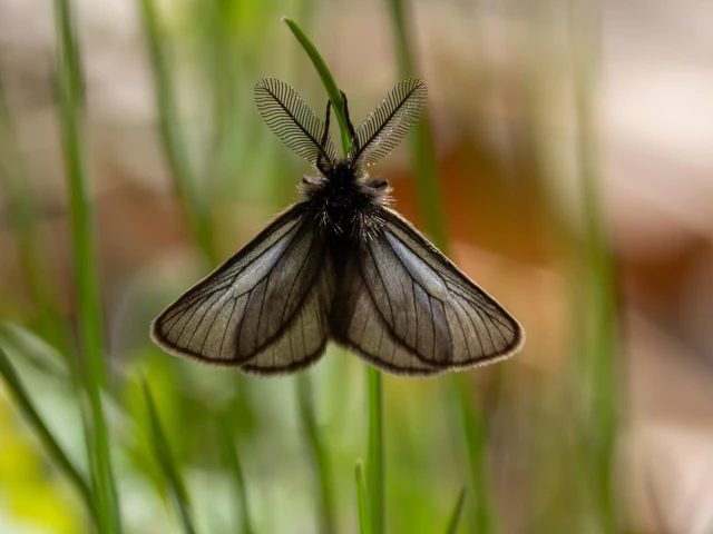Pentophera morio - réti gyapjaslepke