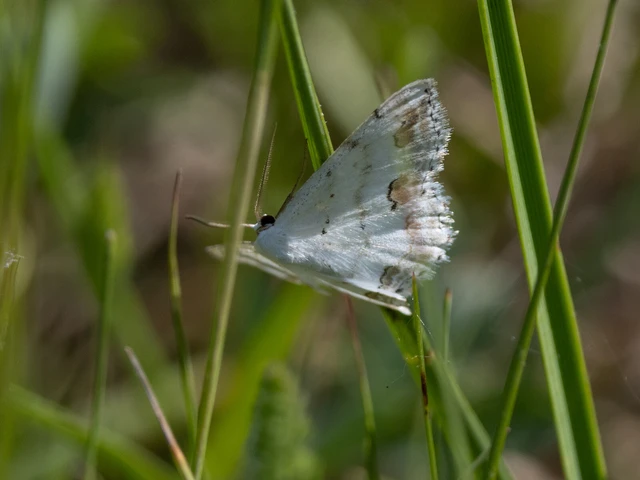 Scopula ornata - díszes fehéraraszoló