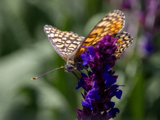 Melitaea cinxia - réti tarkalepke