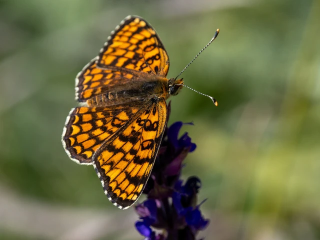 Melitaea phoebe - nagy tarkalepke