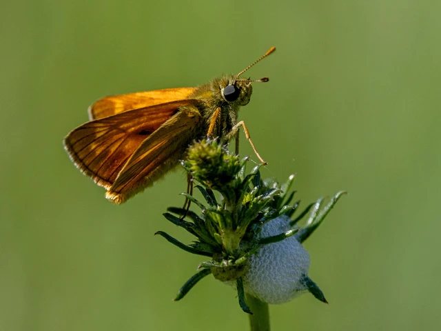Ochlodes sylvanus - erdei busalepke