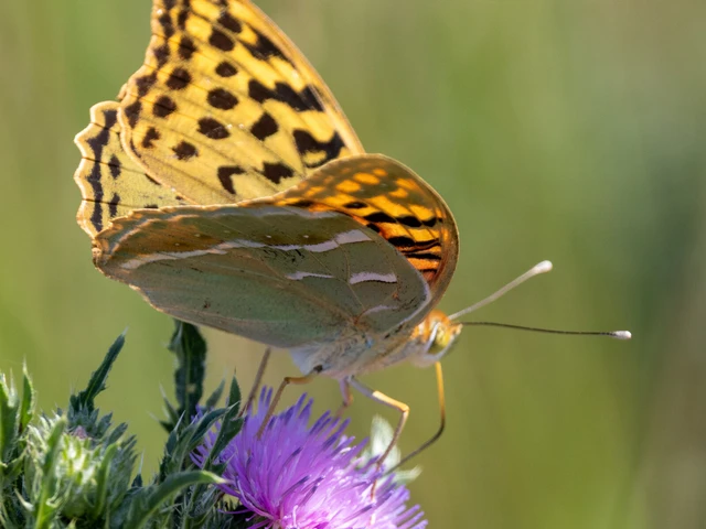 Argynnis pandora - zöldes gyöngyházlepke