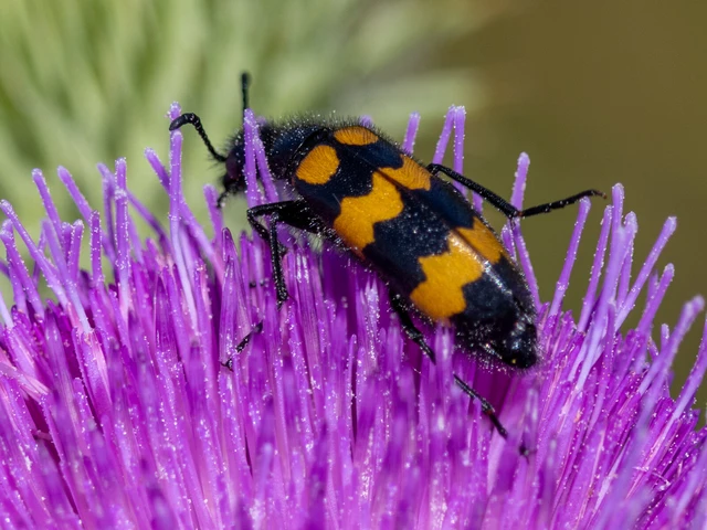 Mylabris variabilis - szalagos hólyaghúzó