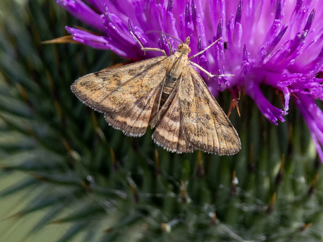 Pyrausta despicata - réti bíbormoly