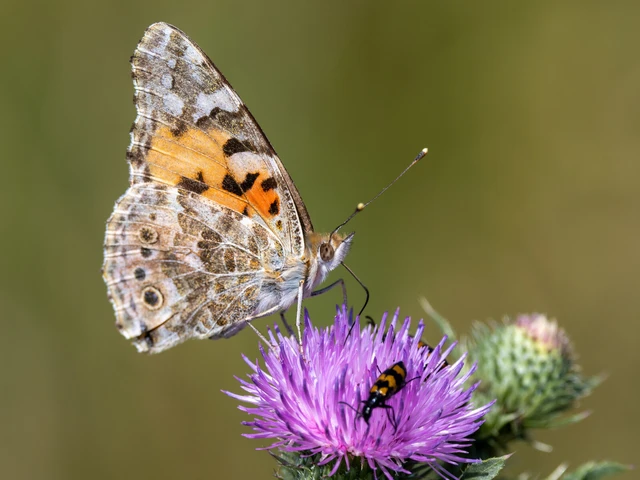 Vanessa cardui - bogáncslepke