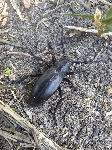 Dorcadion aethiops - fekete gyalogcincér Dorcadion aethiops - fekete gyalogcincér