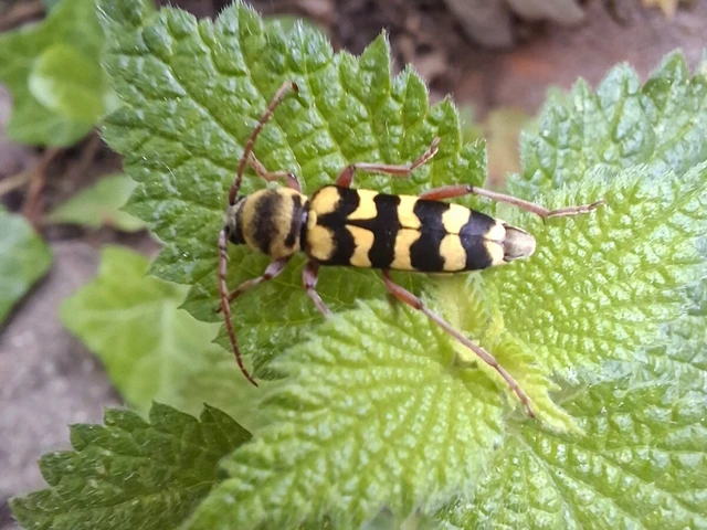 Echinocerus floralis - lucerna-darázscincér