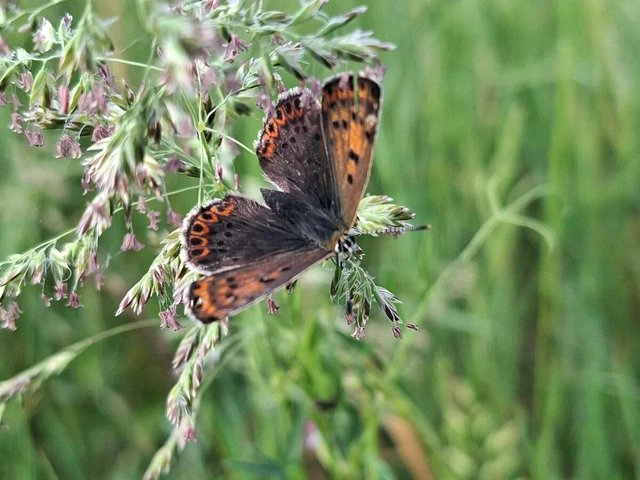 Lycaena tityrus - barna tűzlepke