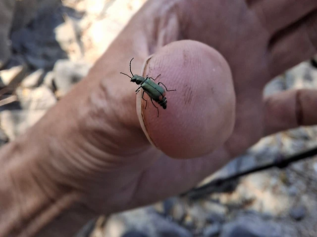 Melyridae - sziklaibogár-félék
