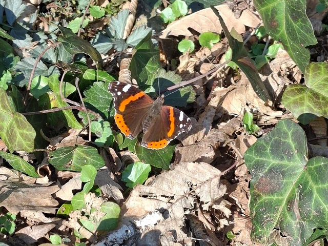Vanessa atalanta - atalantalepke